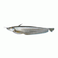 Boal Fish Deshi (দেশী বোয়াল মাছ) 1-1.2 KG