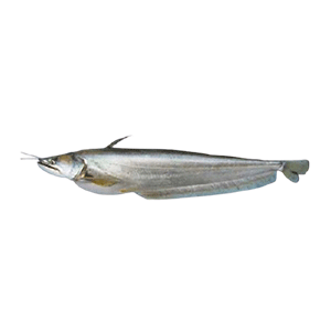 Boal Fish (বোয়াল মাছ) 3.1-3.5 KG