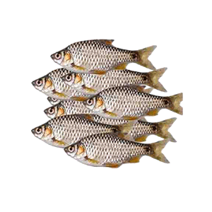Puti Fish (পুঁটি মাছ) 1KG