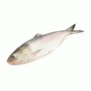 Hilsha Fish (ইলিশ মাছ) 0.9-1.1 KG 