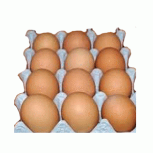Chicken Eggs Layer 12pcs