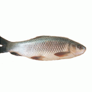 Rui Fish (Net weight 1.5-1.7kg)