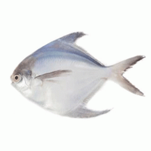 Rupchanda Fish Medium 1kg