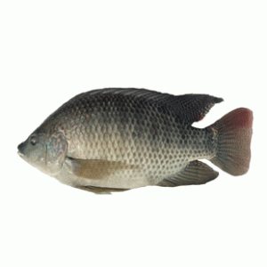 Telapia Fish 1kg