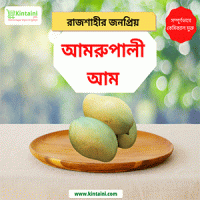 Aamropali Mango (Rajshahi) 10Kg